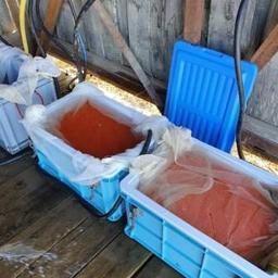 Закладка икры на лососевом рыбоводном заводе. Фото пресс-службы Амурского филиала Главрыбвода
