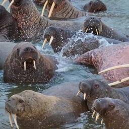 На Ямале ученые получили новые сведения о необычной группировке моржей. Фото пресс-центра регионального правительства
