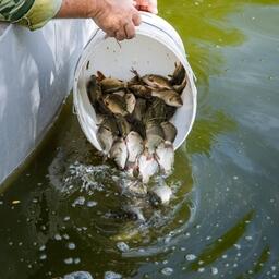 Озера Зауралья разыграют среди аквафермеров