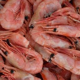 Новый приказ предусматривает дополнения по распределению северной креветки