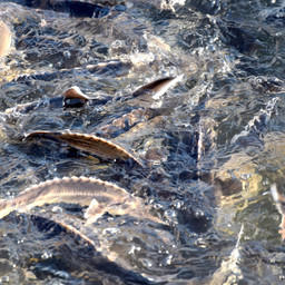В Подмосковье за прошедший год произвели 5,2 тыс. тонн товарной рыбопродукции. Фото пресс-службы регионального правительства