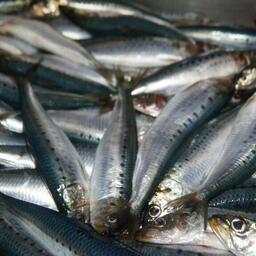 Рыбаки Приморья увеличивают вылов иваси