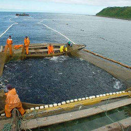 На Сахалине утвержден Порядок организации промысла тихоокеанских лососей в путину-2007