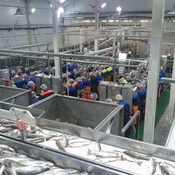 В Хабаровском крае открыли самый большой и современный в регионе рыбоперерабатывающий завод мощностью до 350 тонн по сырью в сутки. Фото предоставлено компанией «Технологическое оборудование»