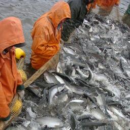 Добыча лосося на Камчатке. Архивное фото