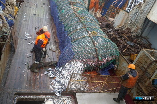 Добыча сельди. Рыболовное судно «Хотин». Фото предоставлено пресс-службой компании