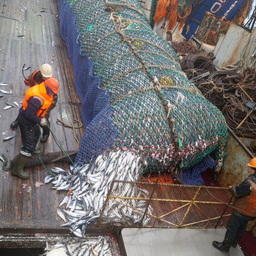 Добыча сельди. Рыболовное судно «Хотин». Фото предоставлено пресс-службой компании