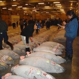 Продажа тунца на рыбном рынке в Японии
