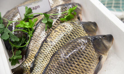 В Ростовской области на аукцион выставили 3 речных участка под пастбищную аквакультуру. Архивное фото