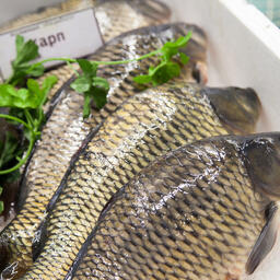 В Ростовской области на аукцион выставили 3 речных участка под пастбищную аквакультуру. Архивное фото