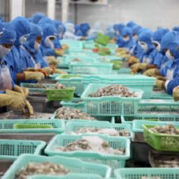 Производство морепродуктов во Вьетнаме. Фото VASEP