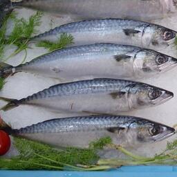 В нынешнем году российские рыбаки смогут добыть в исключительной экономической зоне Японии, в частности, 10 тыс. тонн скумбрии