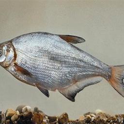 Озерно-речная рыба синец. Фото Harka, Akos, Википедия