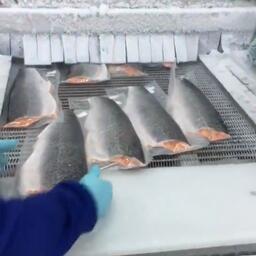 Производство рыбопродукции на чилийском предприятии. Архивное фото