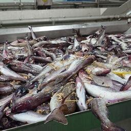 Свежевыловленный минтай. Архивное фото