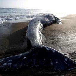 Мертвый серый кит на пляже Лимантур мыса Пойнт Рейес, к северу от Сан-Франциско. Фото Стивена Лама, Reuters