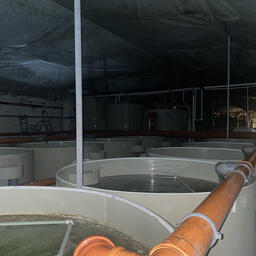 В 2022 г. компания «Гудфиш» запустила новый рыбоводный комплекс с системой установок замкнутого водоснабжения. Фото пресс-службы агентства по рыболовству Калининградской области