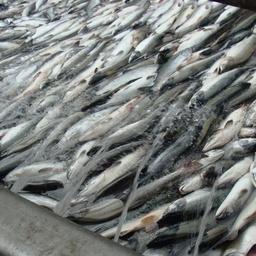 Добытый на Камчатке лосось