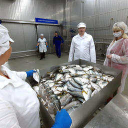 На заводе налажено производство соленой и вяленой рыбы, продукции горячего и холодного копчения. Фото пресс-службы правительства Волгоградской области