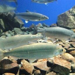 Байкальский омуль. Архивное фото