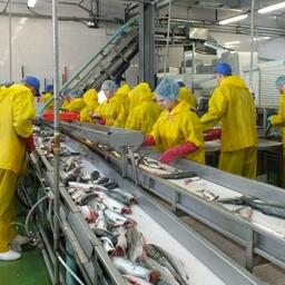 Исследование показало, что самой востребованной остается профессия рыбообработчика