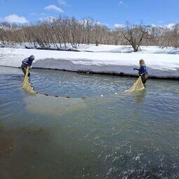 Научная группа собрала информацию об условиях нагула молоди лососевых в бассейне реки Большой. Фото пресс-службы ВНИРО