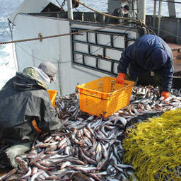 Конкретику по новому закону о рыболовстве придется подождать