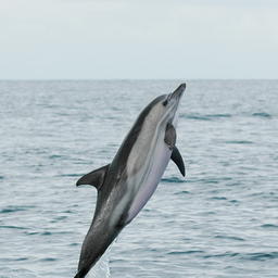 Дельфин-белобочка. Фото пресс-службы Главрыбвода