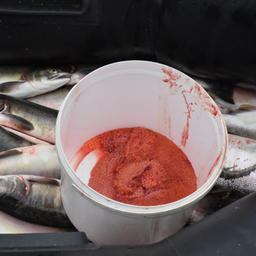 Изъятые лосось и икра. Фото пресс-службы регионального УМВД