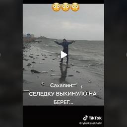 В социальных сетях обсуждают видео с выбросившейся на берег сахалинской сельдью. Кадр из сюжета в аккаунте rybalkasakhalin