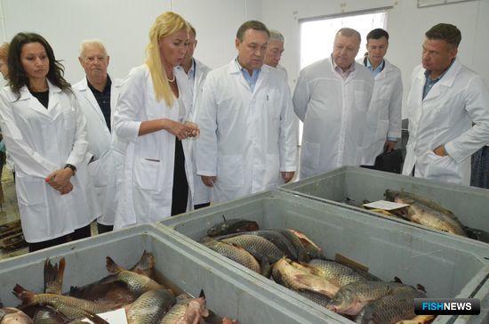 В 2016 г. в Ростовской области произведено 20,5 тыс. тонн товарной рыбы. Фото пресс-службы регионального правительства