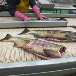Комиссия по регулированию добычи анадромных рыб в Сахалинской области определила принципы организации на островах кетовой путины