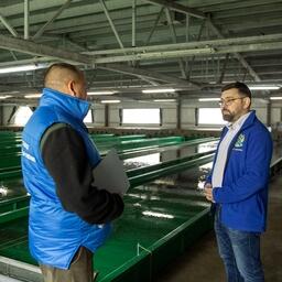 Благодаря работе Северо-Восточного филиала Главрыбвода в этом году в реки региона будет отправлено около 35 млн штук молоди тихоокеанских лососей. Фото пресс-службы филиала