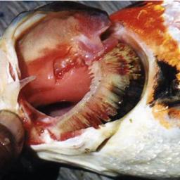 Кои-герпесвироз характеризуется выраженной гиперплазией и некрозом жабр, неравномерным окрашиванием кожи, разрушением плавников. Фото пресс-службы ВНИИЗЖ