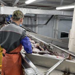 Рыбоперерабатывающий цех завода компании «Алаид». Фото пресс-службы агентства по рыболовству Сахалинской области