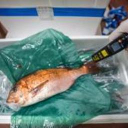 Белорусская компания незаконно поставляла рыбопродукцию в Россию под видом отправки в Киргизию. Фото пресс-службы Россельхознадзора