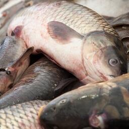 Аквафермеров зовут на озера под Вологдой