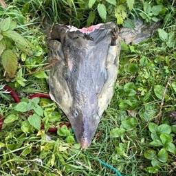 Куски калуги полицейские нашли во дворе частного дома. Фото пресс-службы УМВД России по Сахалинской области