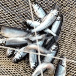 Специалисты Собского рыбоводного завода готовятся к историческому событию – первому выпуску подращенной молоди чира в реку Таз. Фото пресс-службы правительства ЯНАО