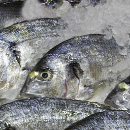 Один из партнеров — Tabuk Fisheries — занимается, в частности, выращиванием дорадо