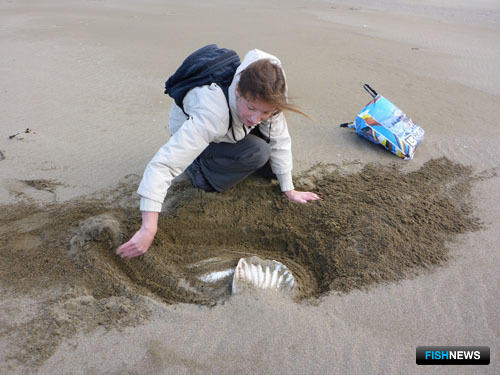 Находку почти полностью занесло песком. Фото пресс-службы государственного природного заповедника «Курильский».