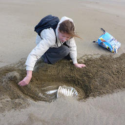 Находку почти полностью занесло песком. Фото пресс-службы государственного природного заповедника «Курильский».
