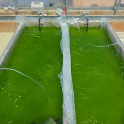 Работы проведут в Севастополе, где природные условия наиболее благоприятны для культивирования. Фото пресс-службы ИнБЮМ