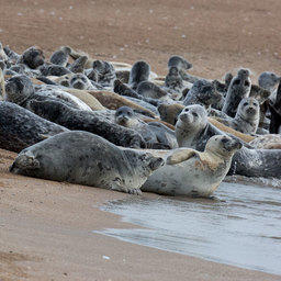 Каспийский тюлень – эндемик, изучением которого совместно занимаются Россия и Казахстан. Фото пресс-службы ВНИРО