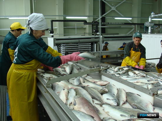 Рыбоперерабатывающий завод на Камчатке