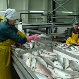 Рыбоперерабатывающий завод на Камчатке