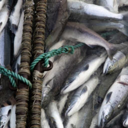 Более 3 тыс. коренных жителей Чукотки отчитались о традиционном рыболовстве. Фото пресс-службы правительства ЧАО