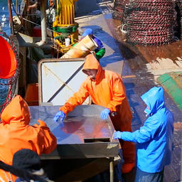 Более 23 тыс. тонн крабов выловили рыбохозяйственные предприятия Приморского края