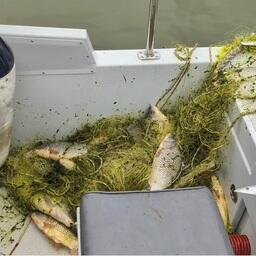 Полицейские освободили из браконьерских снастей и выпустили в естественную среду обитания более 360 рыб. Кадр оперативной съемки