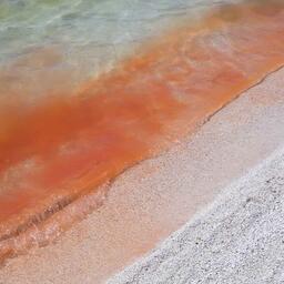 Красная вода оказалась множеством маленьких ракообразных, 1 июля 2022 г. Автор фото Сергей Стефанов